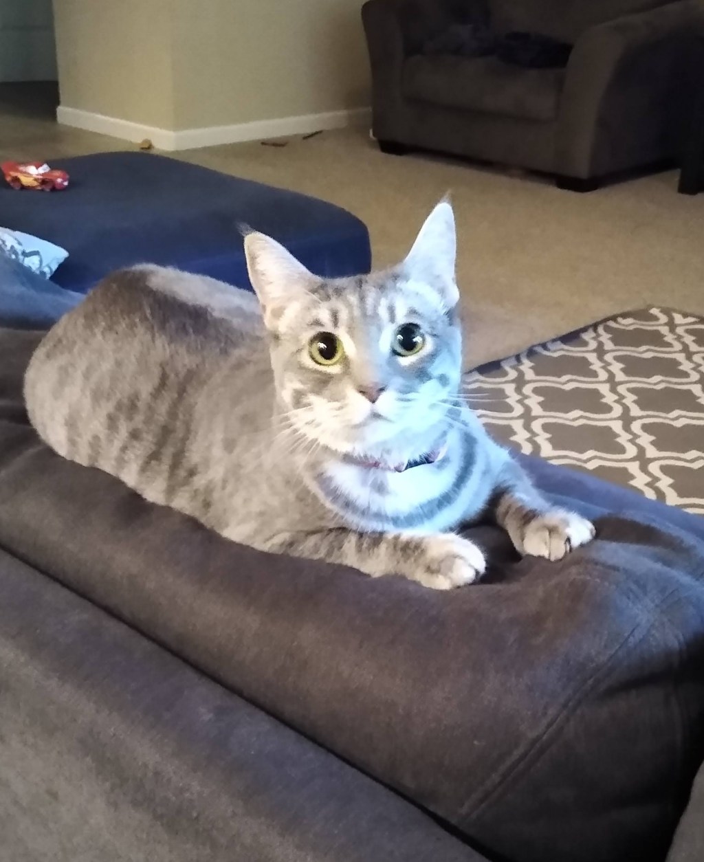 Doing Discipleship Well: A Lesson from my Kids and Their&nbsp;Cat